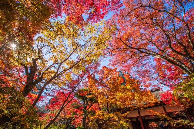 京都の紅葉スポットを知りたい！名所をはじめ、穴場や見頃など