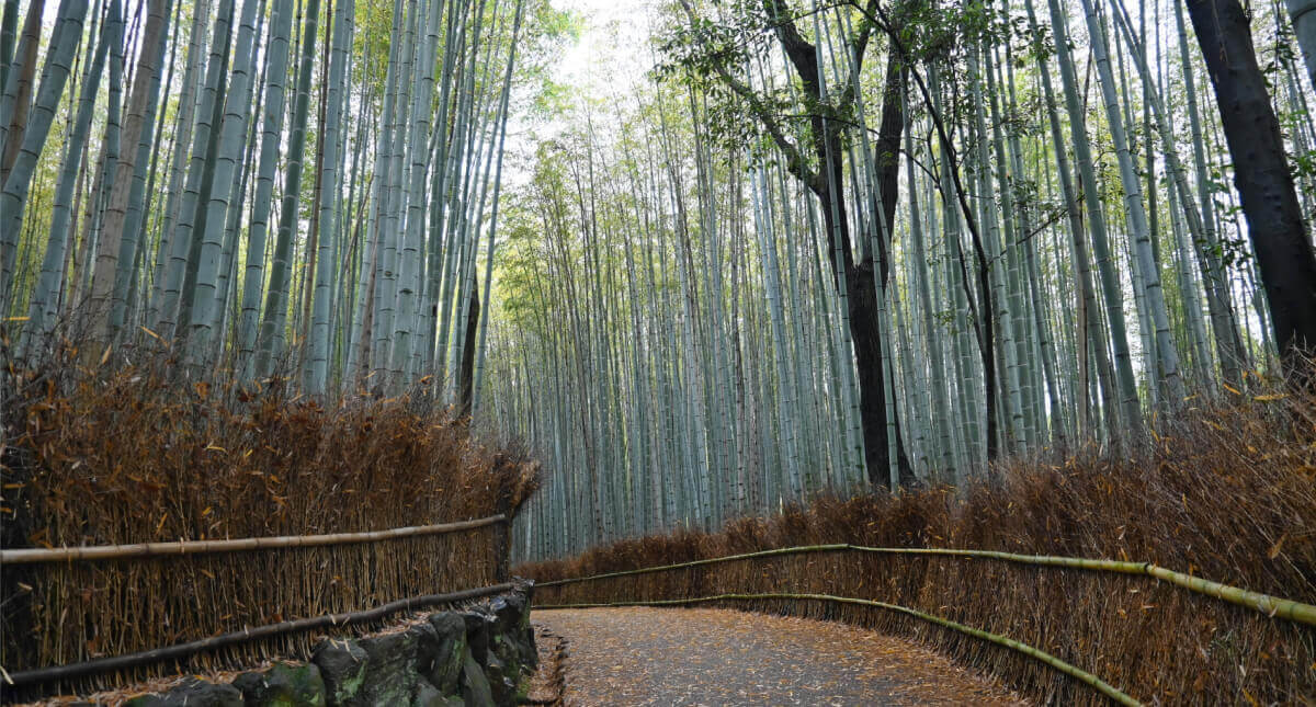 Vues d'Arashiyama