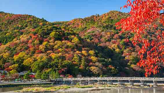 東山の湯 紅葉・桜