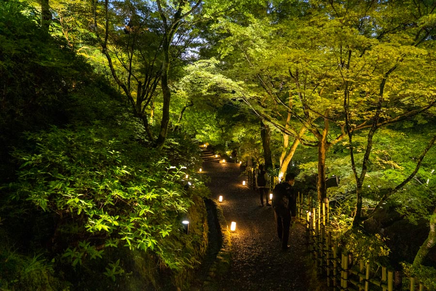 東福寺ライトアップの庭園